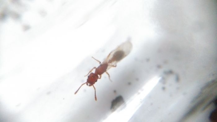 Solenopsis? Top Solenopsis? Top