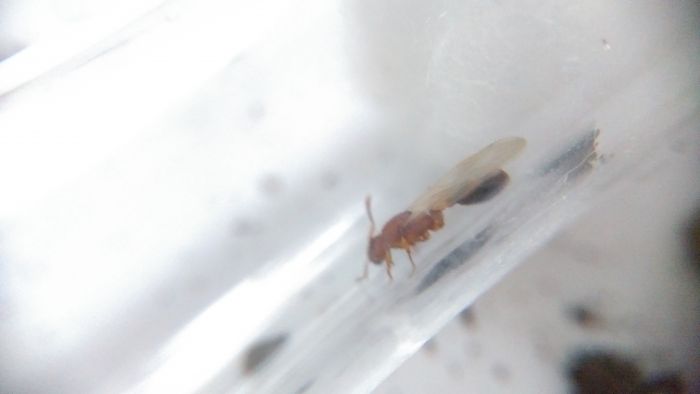 Solenopsis? Side Solenopsis? Side