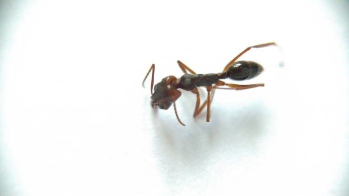Odontomachus Odontomachus