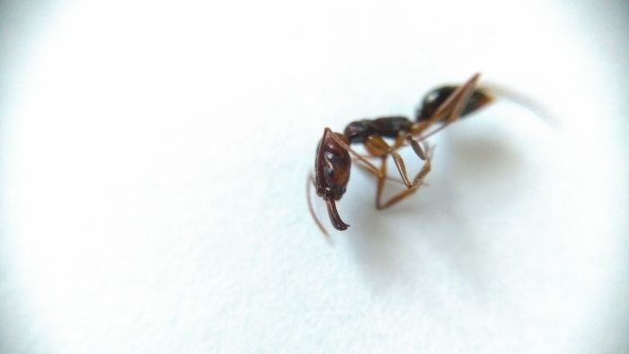 Odontomachus Odontomachus