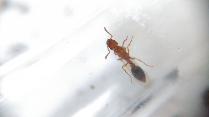 Solenopsis? Bottom Solenopsis? Bottom