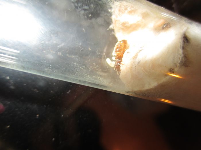 Lasius neoniger Lasius neoniger