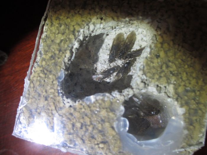Lasius neoniger Lasius neoniger