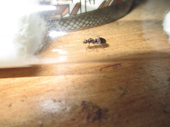 Lasius neoniger Lasius neoniger