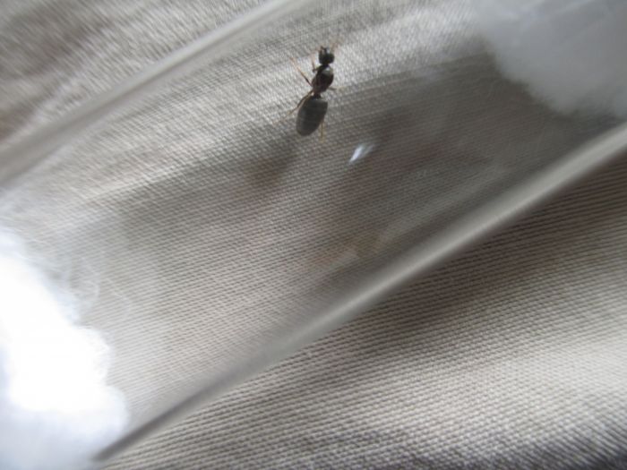 Lasius neoniger Lasius neoniger