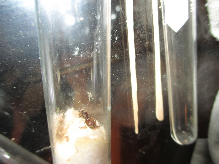 Lasius neoniger Lasius neoniger