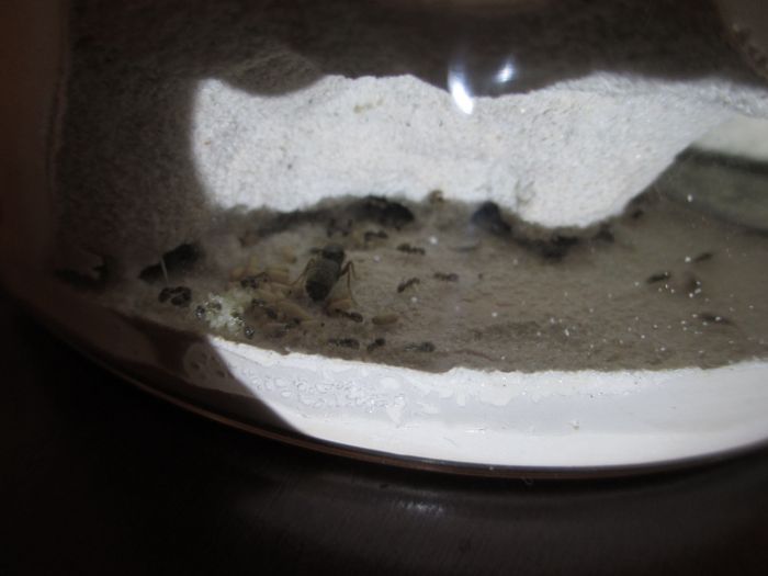 Lasius neoniger Talus Lasius neoniger Talus