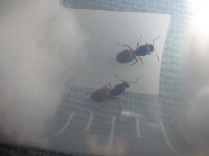 Lasius neoniger Lasius neoniger