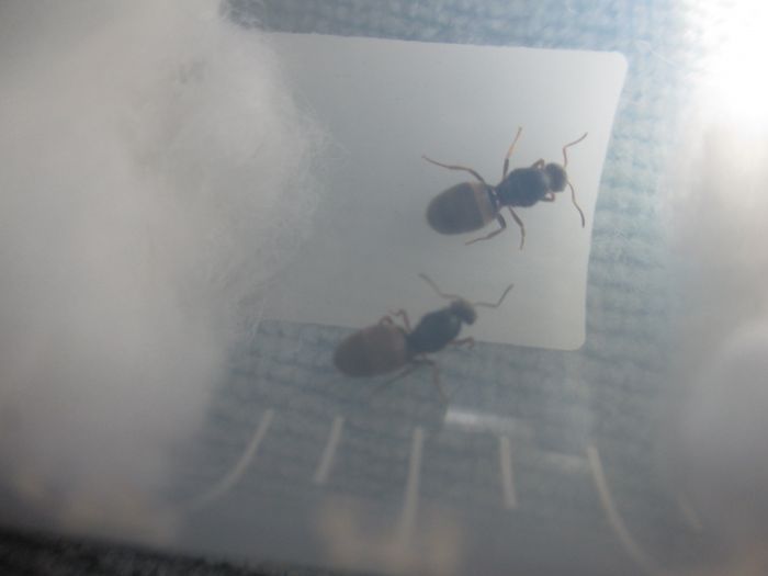 Lasius neoniger