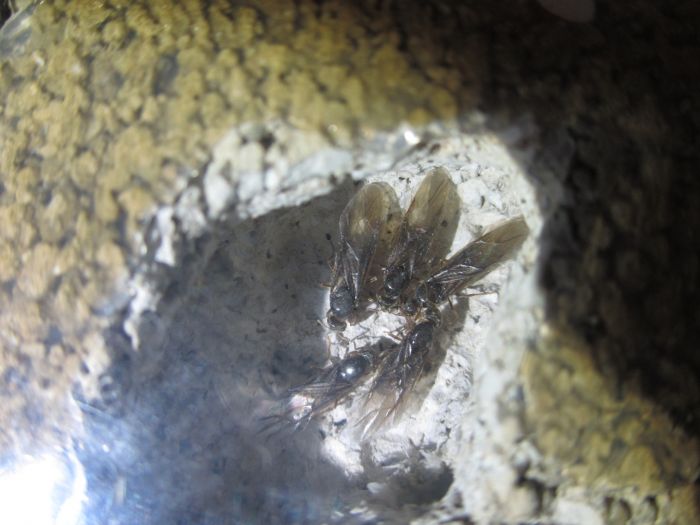 Lasius neoniger Lasius neoniger