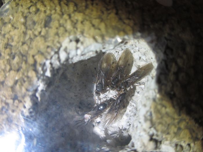 Lasius neoniger