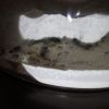 Lasius neoniger Talus