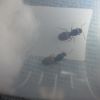 Lasius neoniger