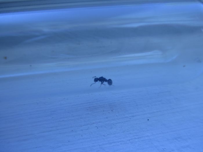 Dolichoderus taschenbergi Dolichoderus taschenbergi