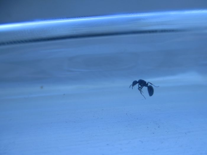 Dolichoderus taschenbergi Dolichoderus taschenbergi