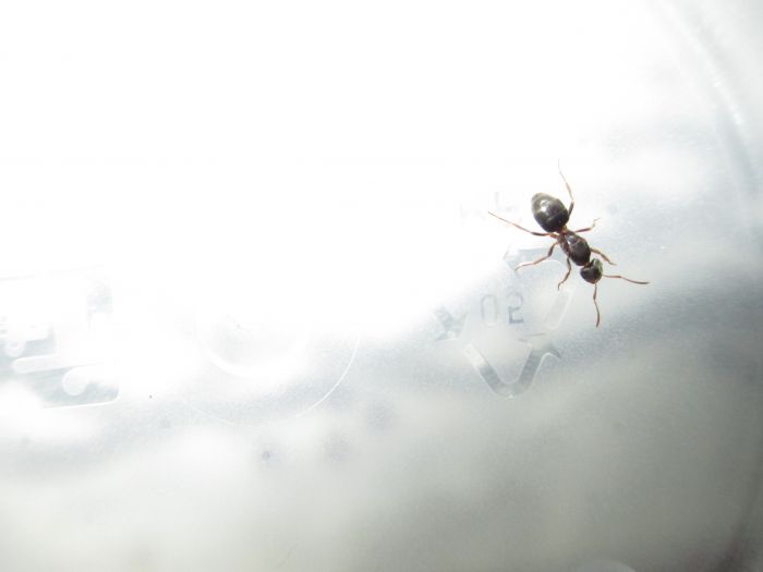 Lasius umbratus