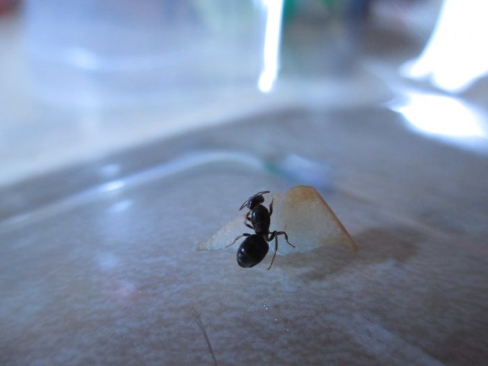 Lasius umbratus