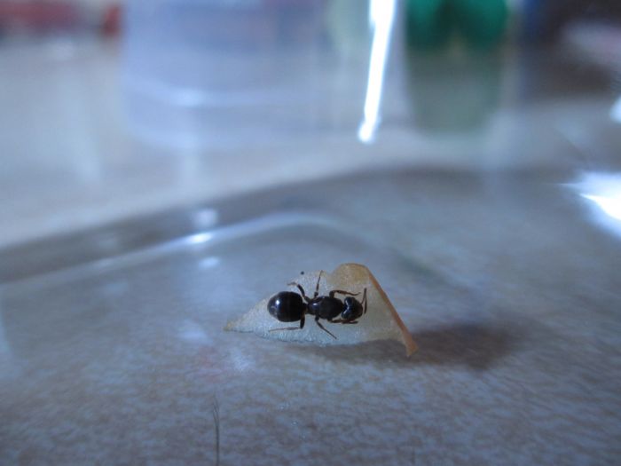 Lasius umbratus Lasius umbratus