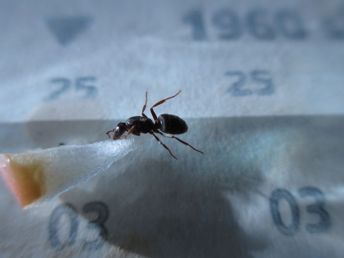Lasius umbratus Lasius umbratus