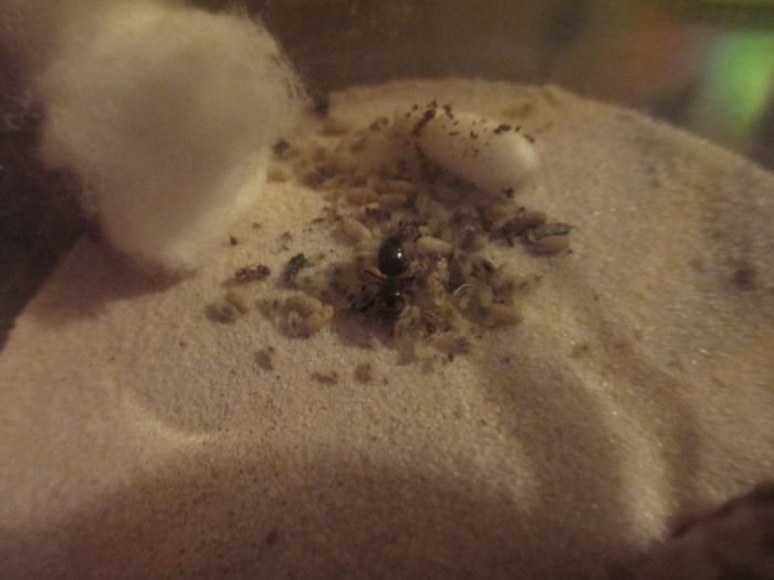 Lasius umbratus Lasius umbratus