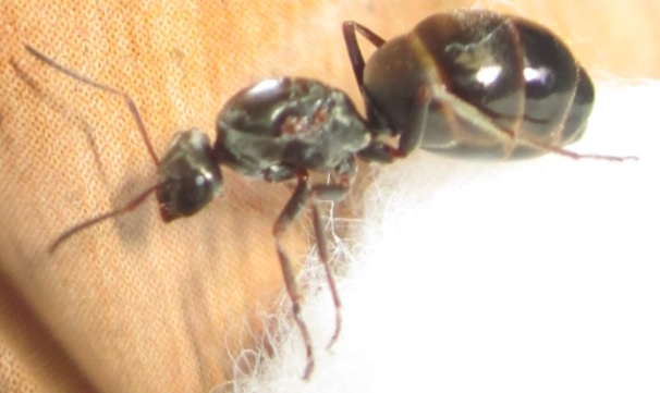 Formica sp Queen