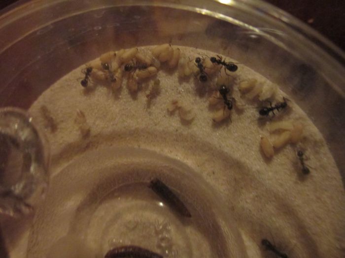 Formica sp workers Formica sp workers