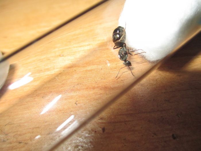 Formica sp Formica sp