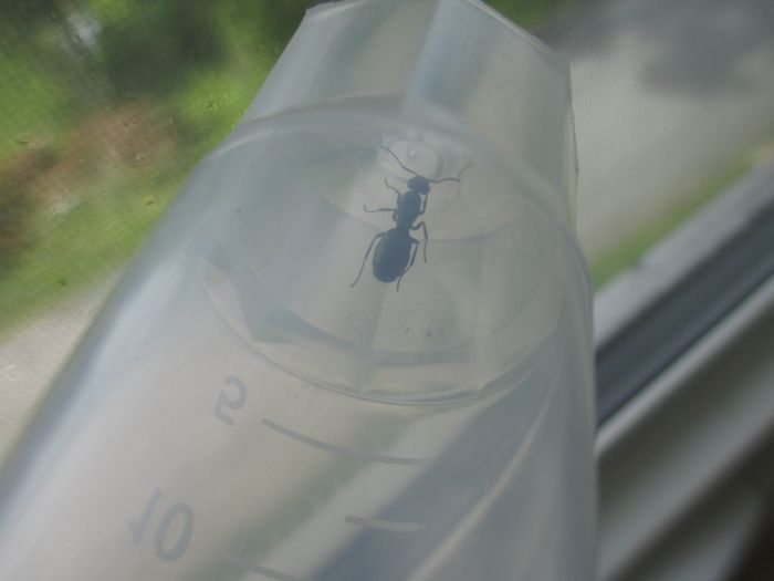 Formica sp Formica sp