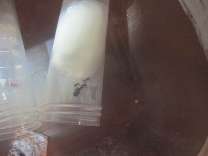 Formica sp Formica sp
