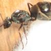 Formica sp Queen