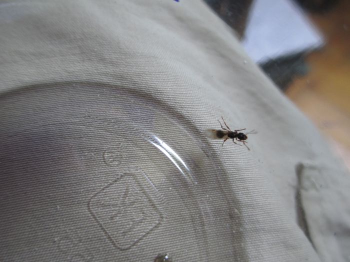 Unknown Ant 5 Unknown Ant 5