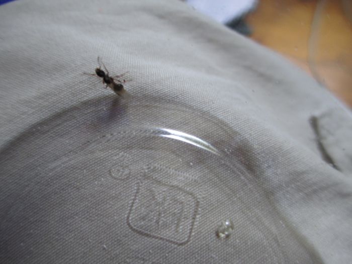 Unknown Ant 4 Unknown Ant 4