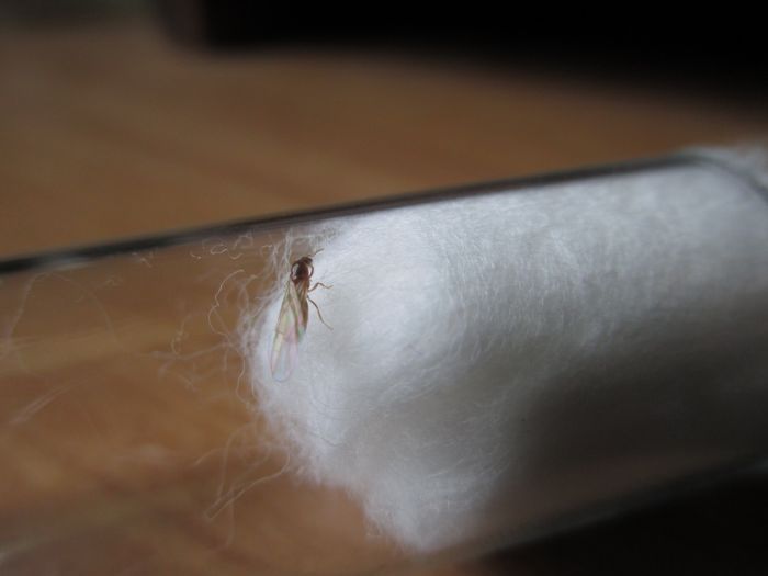 Tiny Lasius sp. Tiny Lasius sp.