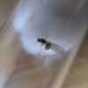 Tiny Lasius sp.