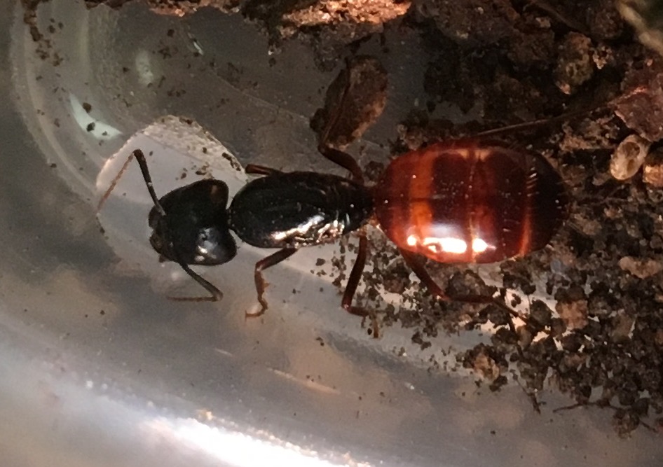Camponotus queen 3