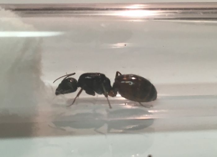 Camponotus queen 4