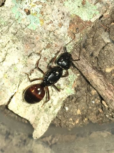 Camponotus queen 2