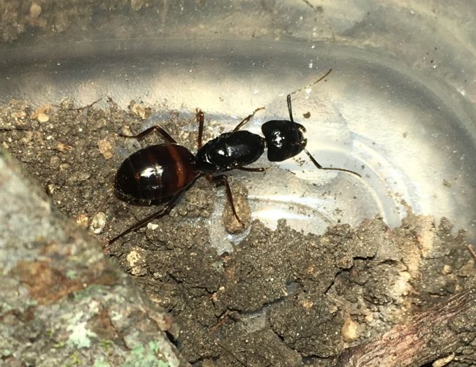 Camponotus queen 1