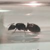 Camponotus queen 4
