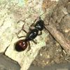 Camponotus queen 2