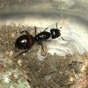 Camponotus queen 1