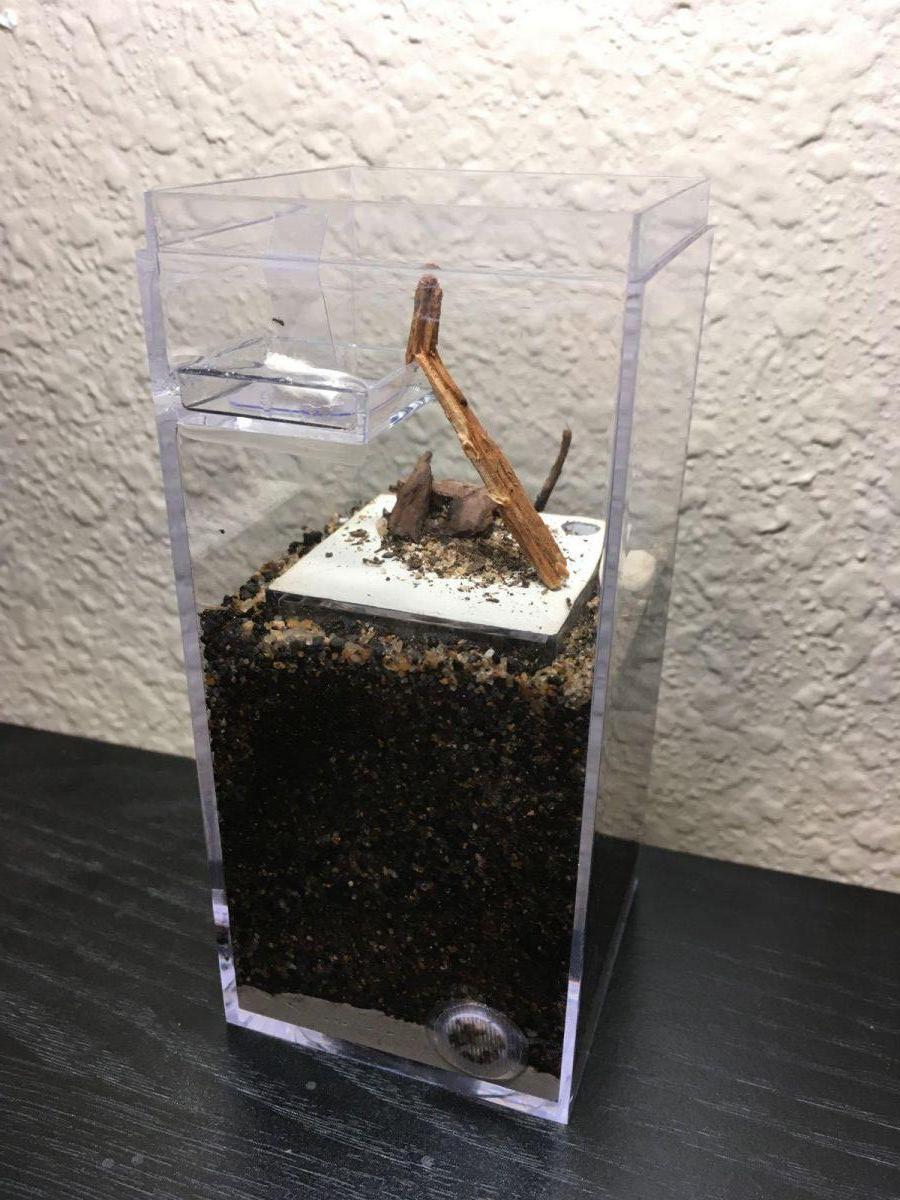 Small dirt box formicarium - finished