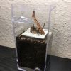 Small dirt box formicarium - finished