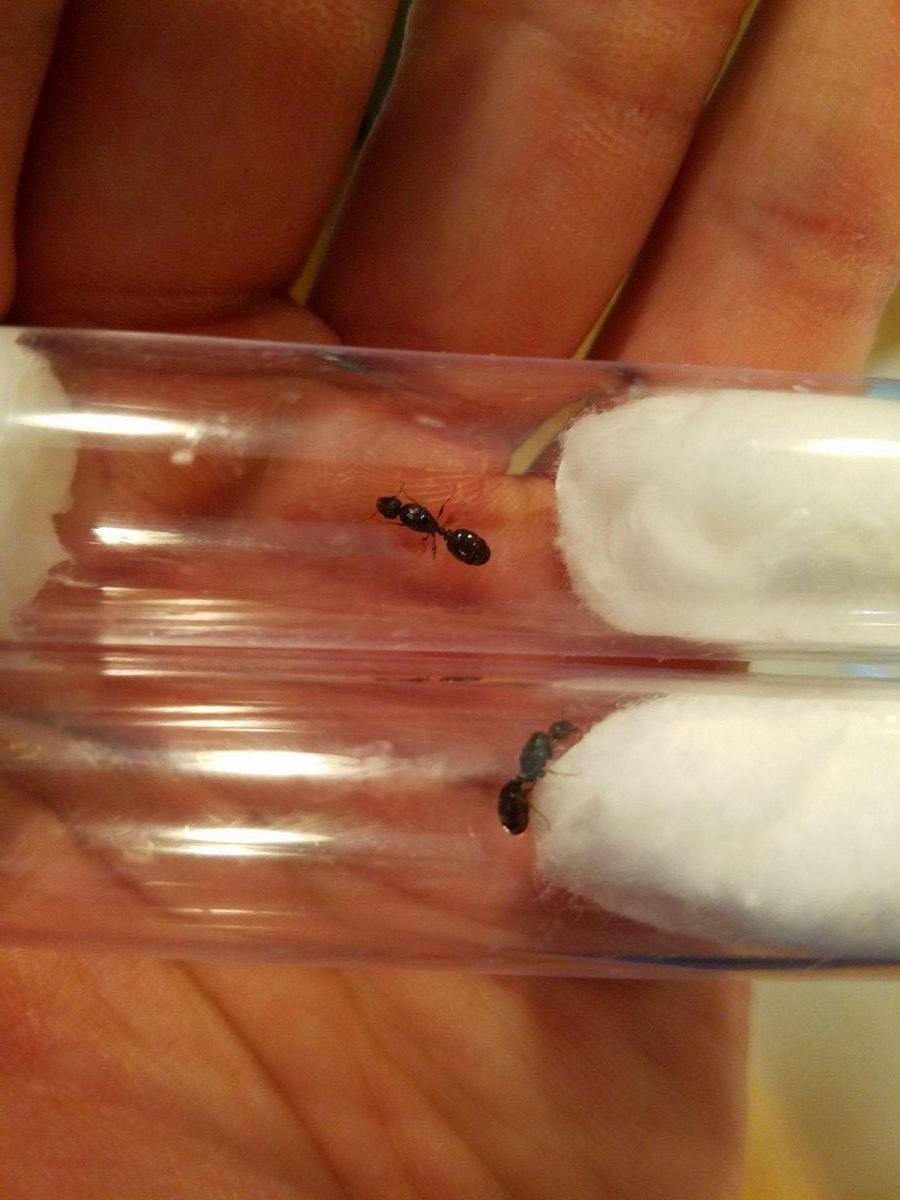 First two Tetramorium sp. E. queens