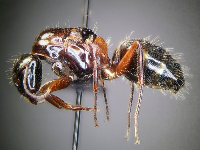 female 01 female 01