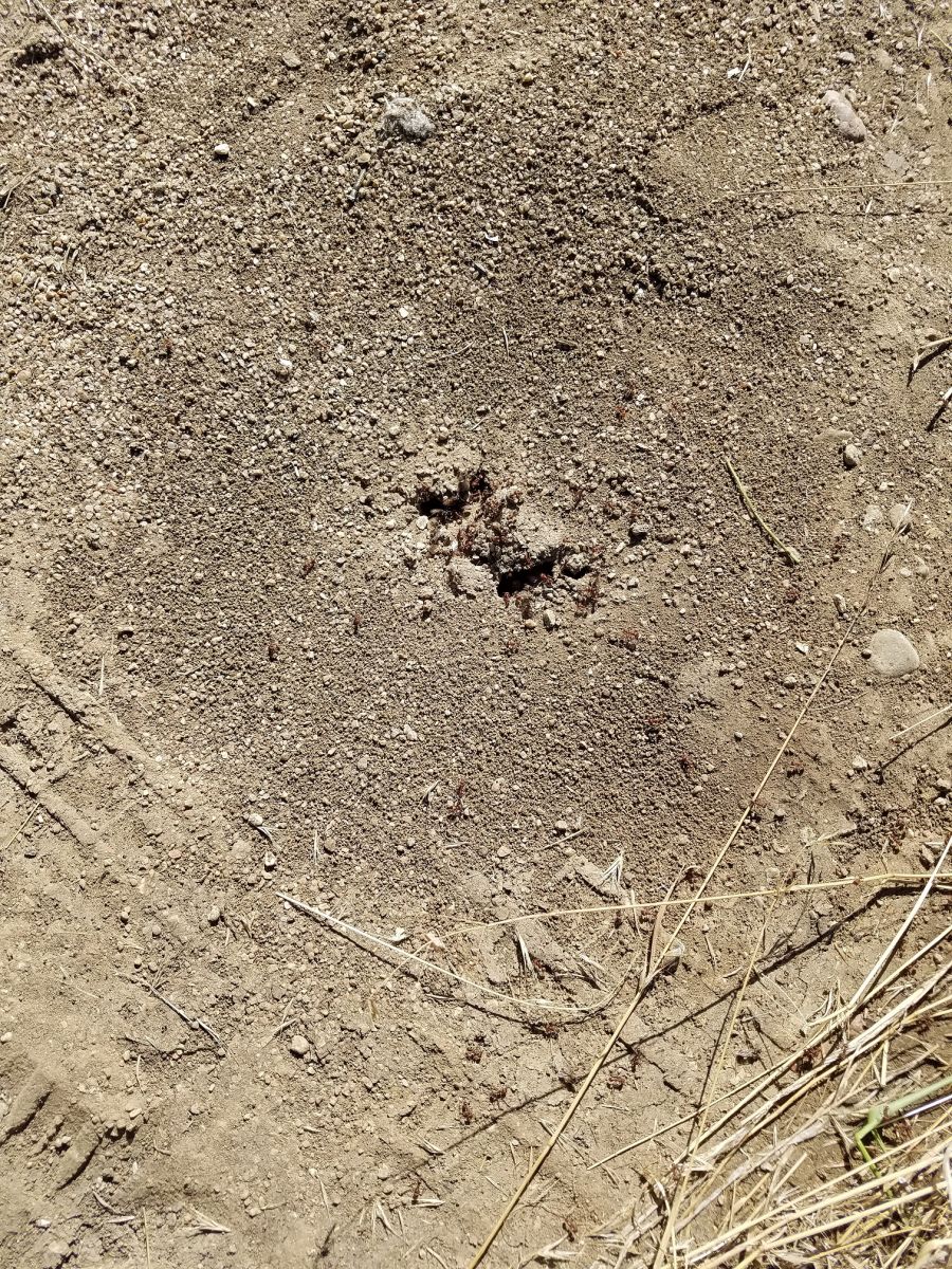 Pogonomyrmex nest with alates 1