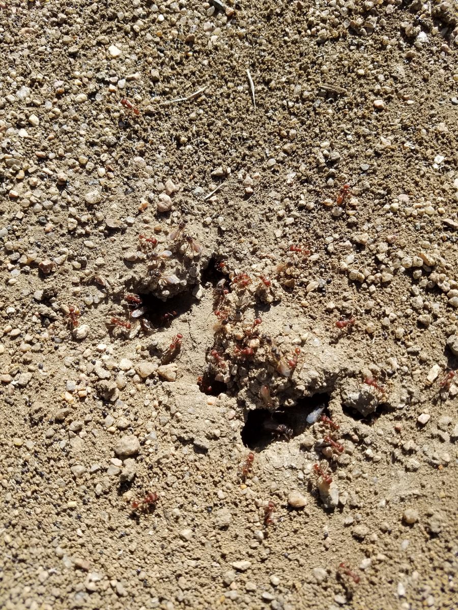 Pogonomyrmex nest with alates 3 Pogonomyrmex nest with alates 3