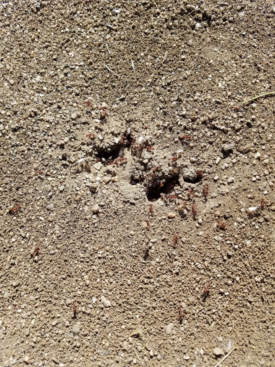Pogonomyrmex nest with alates 2 Pogonomyrmex nest with alates 2