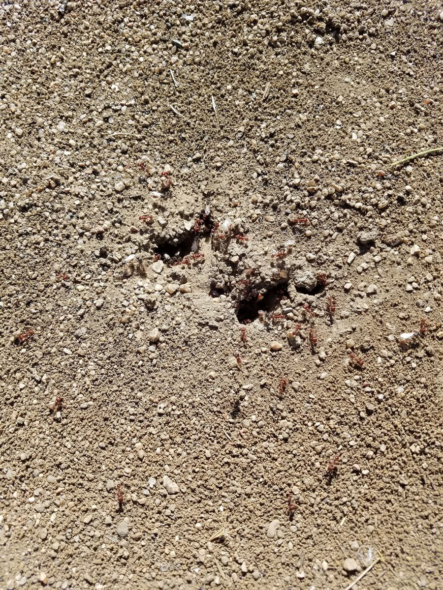 Pogonomyrmex nest with alates 2