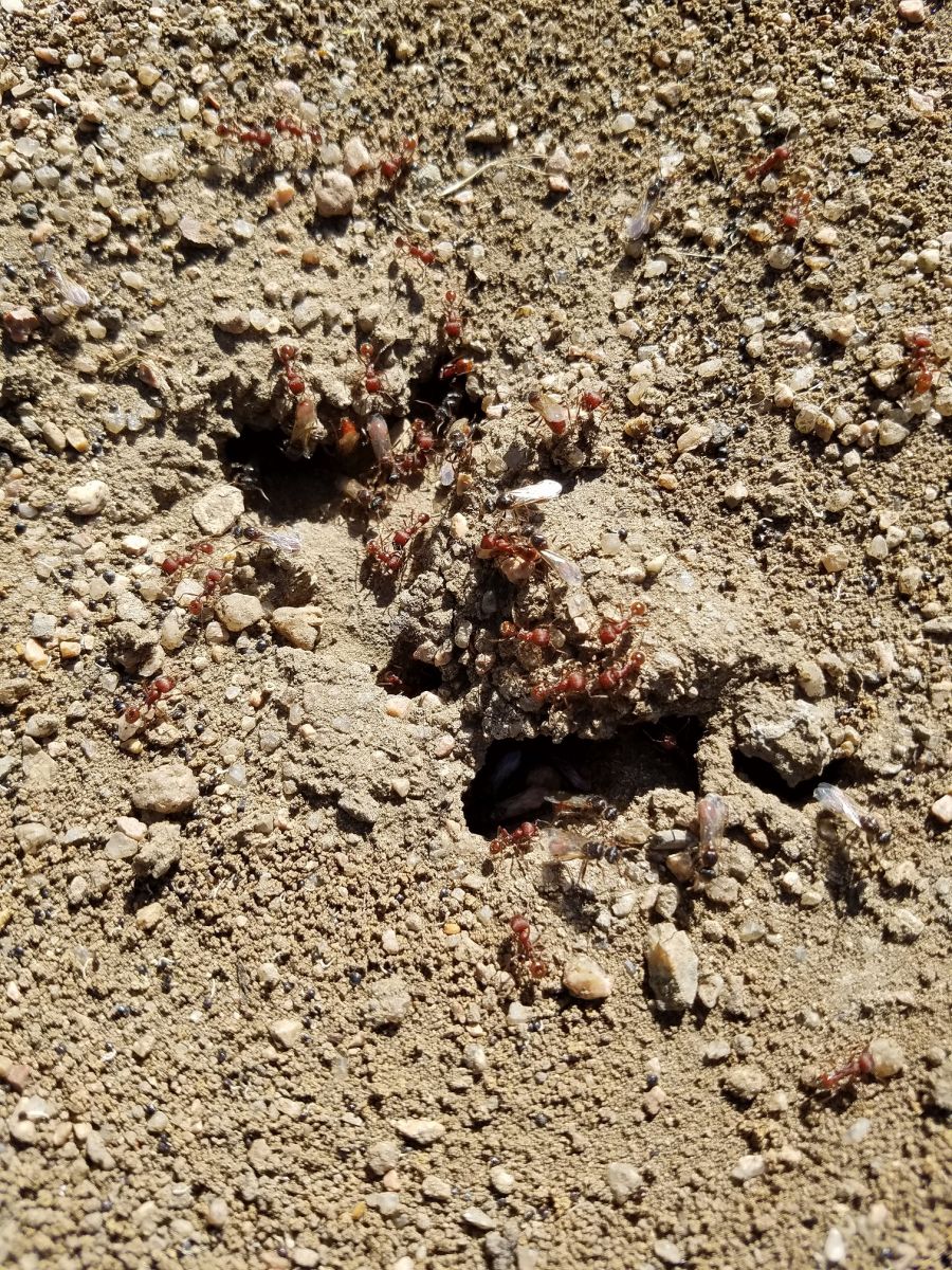 Pogonomyrmex nest with alates 4